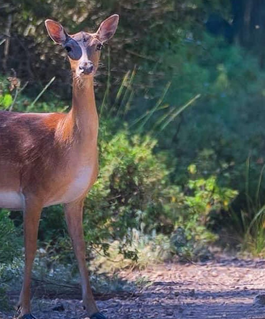 daino guarda dritto l'obiettivo della fotocamera